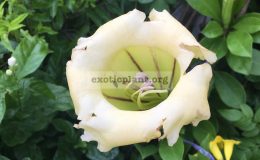 solandra-grandiflora