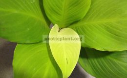 spatiphyllum-Gold-Satin