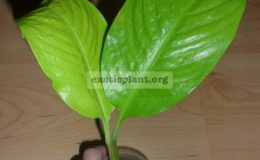 spatiphyllum-Lemon-Glow-30-