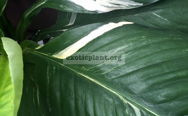 spatithyllum-cannifolium-Sunny-Sails-white-form-Sensation-white-variegated-