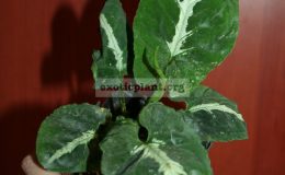 syng-wendlandii-round-leaf