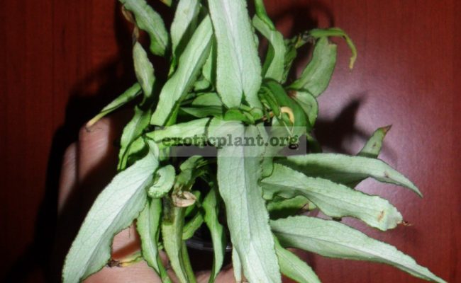 syngonium-Ngiengi-Laima-Mutation-
