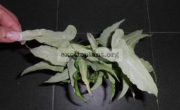 syngonium-Nguengi-Laima