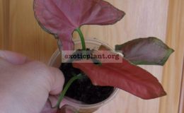 syngonium-Orm-Nak