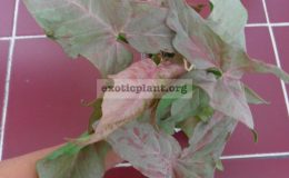 syngonium-Pink-Spot-