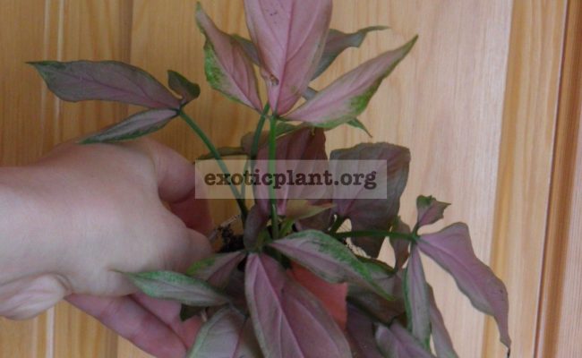 syngonium-Regina-Red