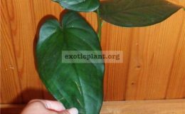 syngonium-macrophyllum-Dark-Night