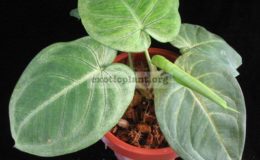 syngonium-macrophyllum-Frosted-Heart
