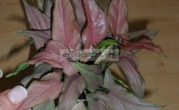 syngonium-orm-nagpum-