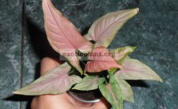 syngonium-orm-nagpum