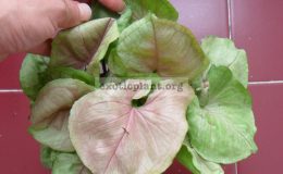 syngonium-rasamee-naq-1-1