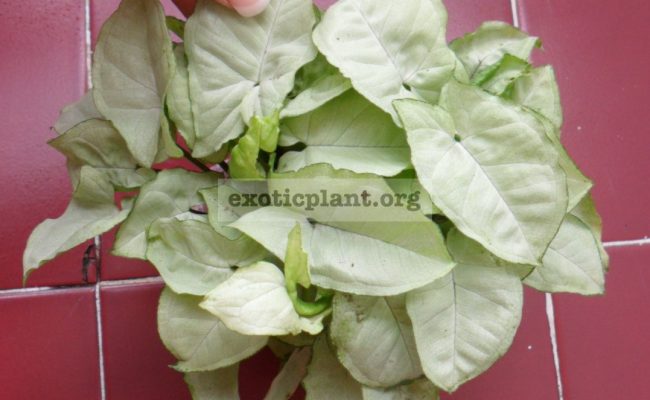 syngonium-silver-pearl-