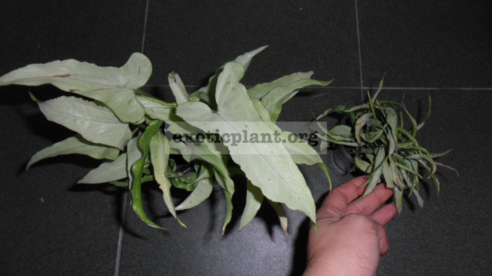 syngoniums-Nguengi-Laima-500--syngonium-Nguengi-Laima-Mutation-500 |  EXOTIC PLANT