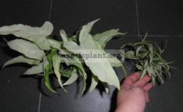 syngoniums-Nguengi-Laima-500-и-syngonium-Nguengi-Laima-Mutation-500