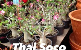 thai-soco