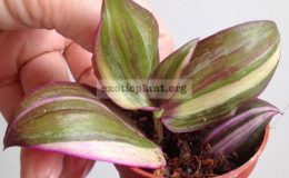 tradescantia-fluminensis-quadricolor-10