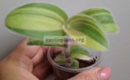 tradescantia-sillamontana-variegated-9