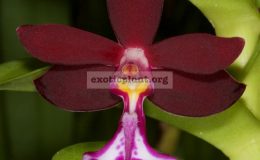 trichoglottis-brachiata