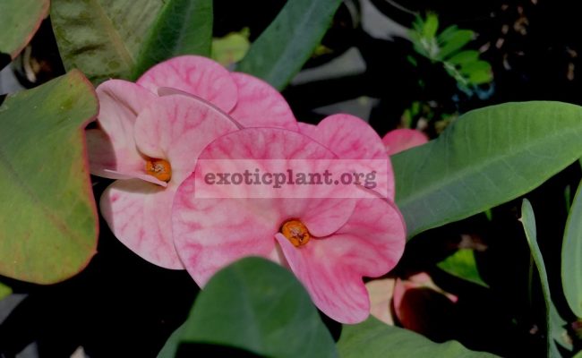 uphorbia-millii-grandiflora-Siam-Diamond