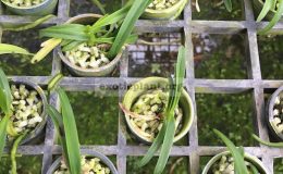 vanda-lamellatum