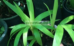 verschaffeltea-splendida-