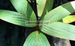 vershaffeltia-splendida-30