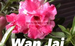 wai-jai