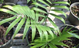 zamia-pollymorphor-25
