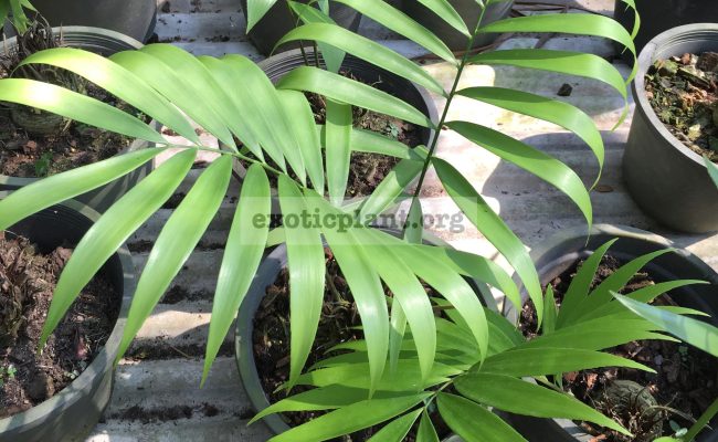 zamia-pollymorphor-25