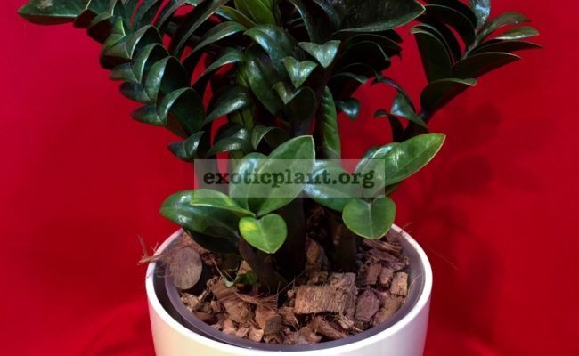 zamioculcas-cv-Bug-