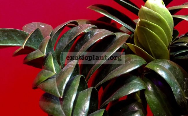 zamioculcas-cv-Bug-1-1