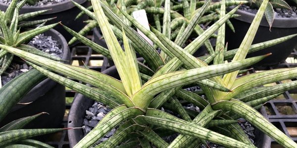 Коллекция Сансевиерия (Sansevieria)