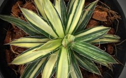 Agave filifera striata