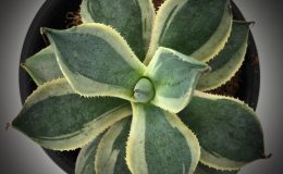 Agave potatorum Trade Winds marginata