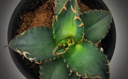 Agave titanota ‘Solar Eclipse’