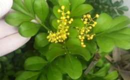 Aglaia-odorata-big-leaf-24