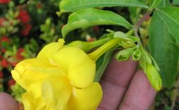 Allamanda-carthatica-var-Williamsii-30