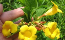 Allamanda-sp.T02-small-flower-20