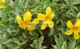 Allamanda-sp.T05-Silver-leaf-flower-1