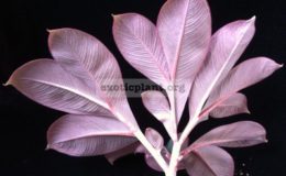 Amorphophallus-atroviridis-20-30-1-2