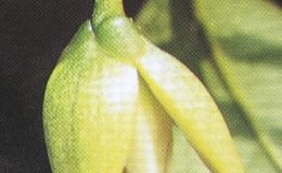 Anaxagorea-javanica-23