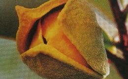 Annona-muricata-35-