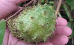 Annona-muricata-35