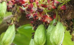 Averrhoa-bilimbi-20