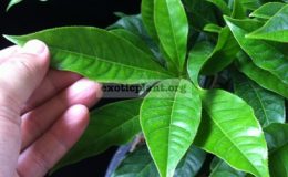Barringtonia-acutangula-Dwarf-Indonesia-30-1-1