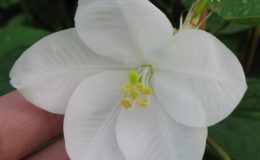 Bauhinia-acuminata-20-