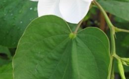 Bauhinia-acuminata-20