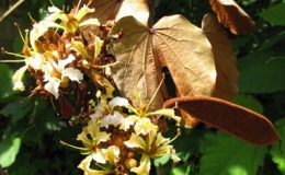 Bauhinia-aureifolia-24-