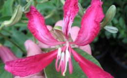 Bauhinia-bidentata-subsp-bicornuta-30