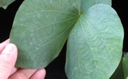 Bauhinia-glauca-purple-flower-30-